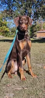 Archer, a male Doberman Pinscher for sale in Millsboro, DE – 1 of 2