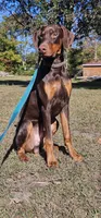 Archer, a male Doberman Pinscher for sale in Millsboro, DE – 2 of 2