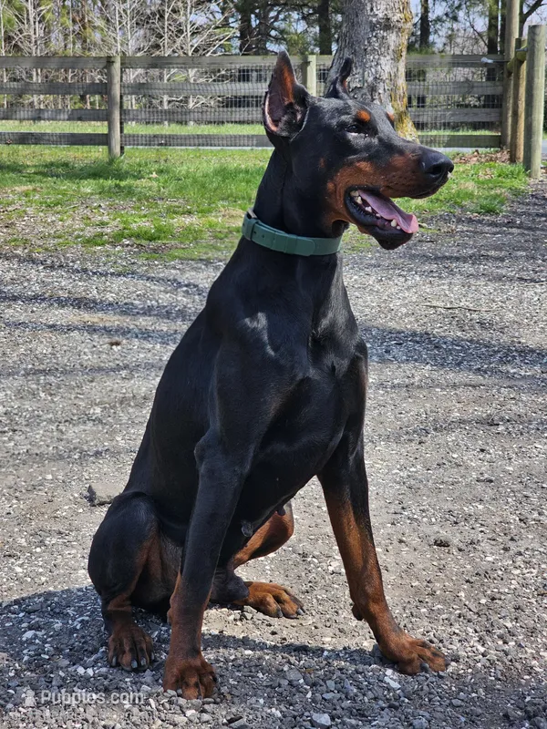 Briggs  – Doberman Pinscher puppy for sale in Millsboro, DE