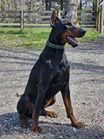 Briggs , a male Doberman Pinscher for sale in Millsboro, DE – Photo 1 of 2