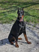 Briggs , a male Doberman Pinscher for sale in Millsboro, DE – Photo 2 of 2
