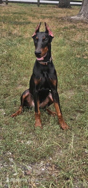 Nicholas  – Doberman Pinscher puppy for sale in Millsboro, DE