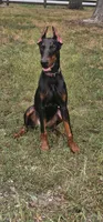 Nicholas , a male Doberman Pinscher for sale in Millsboro, DE – 1 of 2