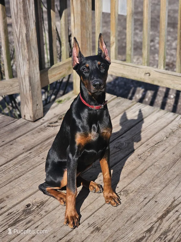 Scarlett  – Doberman Pinscher puppy for sale in Millsboro, DE