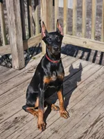 Scarlett , a female Doberman Pinscher for sale in Millsboro, DE – Photo 1 of 2