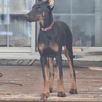 Scarlett , a female Doberman Pinscher for sale in Millsboro, DE – Photo 2 of 2