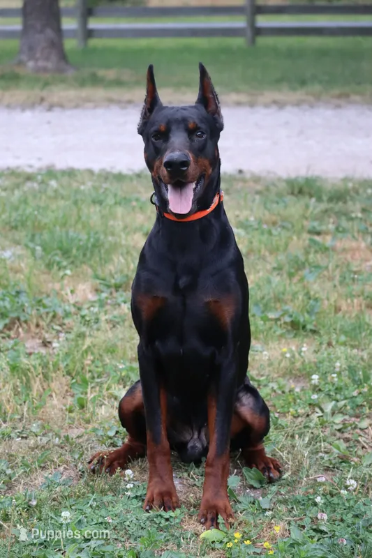 Rodger, a male Doberman Pinscher for sale in Millsboro, DE – 1 of 4
