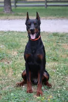 Rodger, a male Doberman Pinscher for sale in Millsboro, DE – 1 of 4