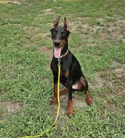 Nicholas , a male Doberman Pinscher for sale in Millsboro, DE – 2 of 2
