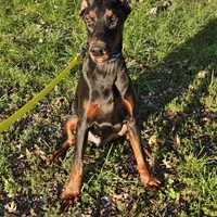 Rex, a male Doberman Pinscher for sale in Millsboro, DE – Photo 3 of 6