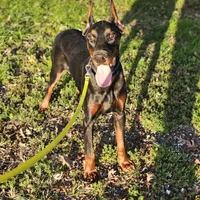 Rex, a male Doberman Pinscher for sale in Millsboro, DE – Photo 6 of 6