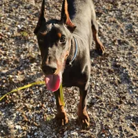Rex, a male Doberman Pinscher for sale in Millsboro, DE – Photo 4 of 6