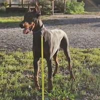 Rex, a male Doberman Pinscher for sale in Millsboro, DE – Photo 1 of 6