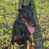 Rex, a male Doberman Pinscher for sale in Millsboro, DE – Photo 5 of 6