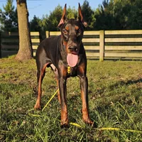 Rex, a male Doberman Pinscher for sale in Millsboro, DE – Photo 2 of 6