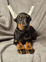 processed/4895ee75-a623-48e9-ba37-324e66089b96/listing/7f61dcd9-2094-4bd7-9f90-14b9600c1947/03a1d6e1-1caf-472e-887d-8b861f60e441