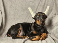 processed/4895ee75-a623-48e9-ba37-324e66089b96/listing/7f61dcd9-2094-4bd7-9f90-14b9600c1947/1d8ebed5-cbf8-4478-a37f-525de10623a1