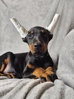 processed/4895ee75-a623-48e9-ba37-324e66089b96/listing/7f61dcd9-2094-4bd7-9f90-14b9600c1947/d791bd8c-4d58-422e-b2b9-adbe77124ba2