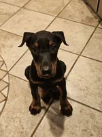 processed/4895ee75-a623-48e9-ba37-324e66089b96/listing/7f61dcd9-2094-4bd7-9f90-14b9600c1947/d92f8cf7-955c-4f3d-95be-e1d215056068