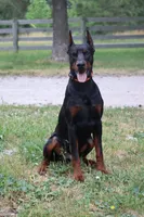 Rodger, a male Doberman Pinscher for sale in Millsboro, DE – 4 of 4