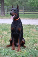 Rodger, a male Doberman Pinscher for sale in Millsboro, DE – 2 of 4