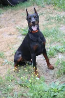 Rodger, a male Doberman Pinscher for sale in Millsboro, DE – 3 of 4