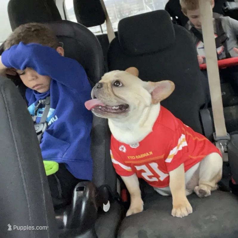 Chubbs – French Bulldog puppy for sale in Raymondville, MO