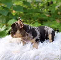 Girl #1 PENDING, a female French Bulldog for sale in Raymondville, MO – 2 of 4