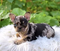 Girl #1 PENDING, a female French Bulldog for sale in Raymondville, MO – 1 of 4