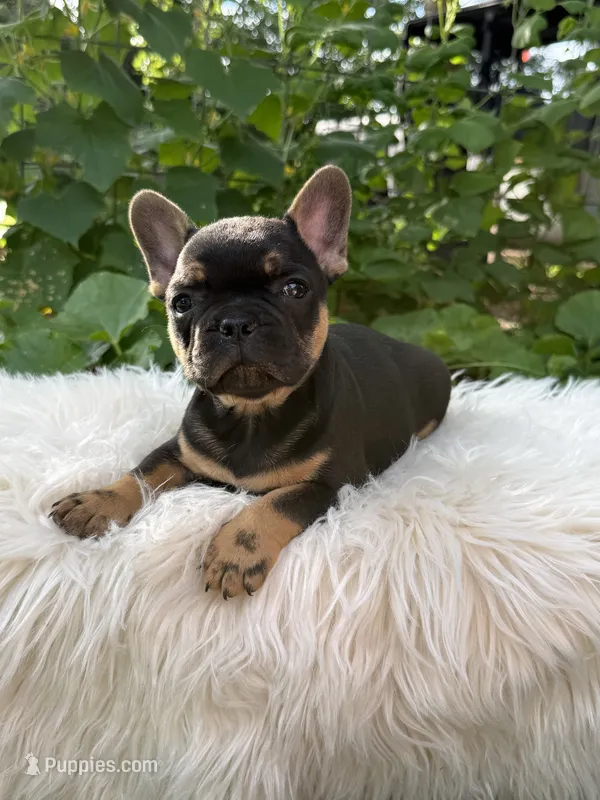 Boy #2 – French Bulldog puppy for sale in Raymondville, MO