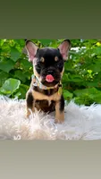 Boy #3, a male French Bulldog for sale in Raymondville, MO – 1 of 4
