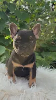 Boy #2, a male French Bulldog for sale in Raymondville, MO – 2 of 4