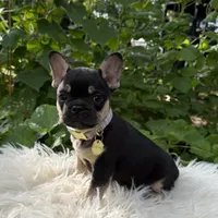 Boy #3, a male French Bulldog for sale in Raymondville, MO – 2 of 4