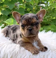 Boy #1 PENDING, a male French Bulldog for sale in Raymondville, MO – 2 of 4