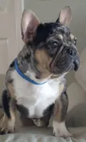 Girl #1 PENDING, a female French Bulldog for sale in Raymondville, MO – 4 of 4