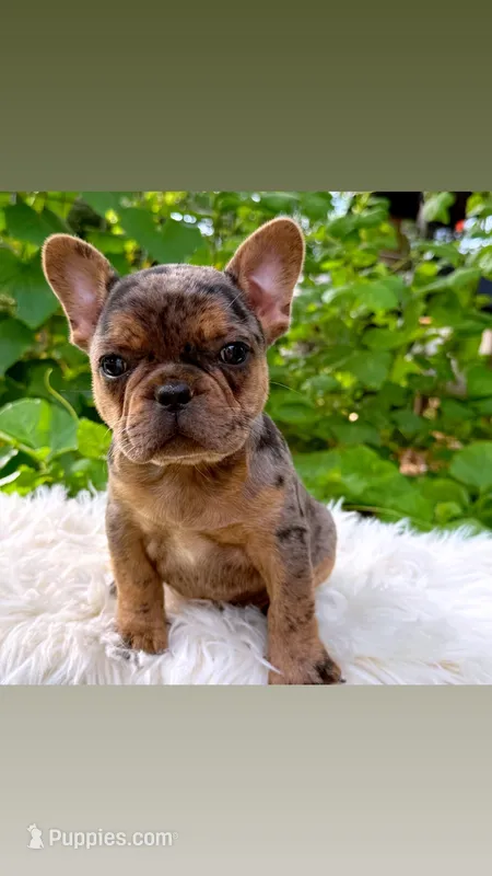 Boy #1 PENDING – French Bulldog puppy for sale in Raymondville, MO