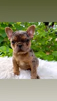 Boy #1 PENDING, a male French Bulldog for sale in Raymondville, MO – 1 of 4
