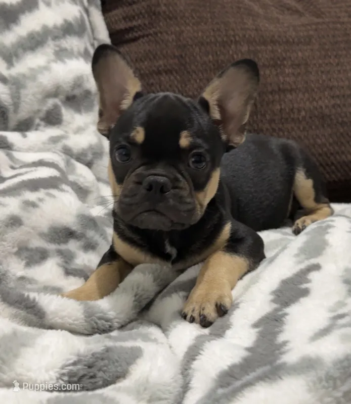 Boy #3 – French Bulldog puppy for sale in Raymondville, MO