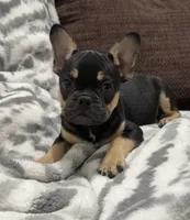 Boy #3, a male French Bulldog for sale in Raymondville, MO – 1 of 5