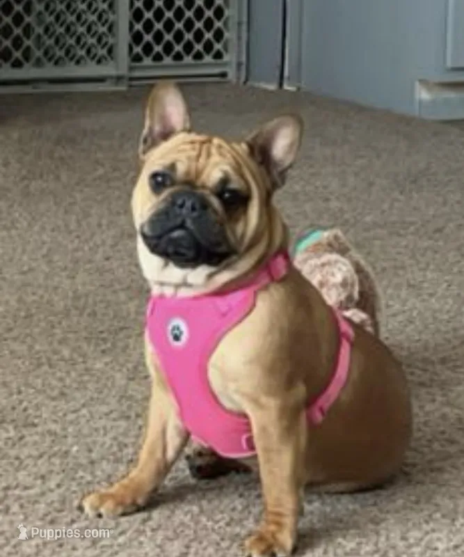 Timber – French Bulldog puppy for sale in Raymondville, MO