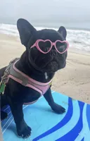Boy #2, a male French Bulldog for sale in Raymondville, MO – 4 of 4