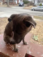 Zues, a male American Staffordshire Terrier and American Pit Bull Terrier for sale in Indianapolis, IN – Photo 3 of 4