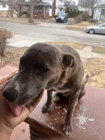 Zues, a male American Staffordshire Terrier and American Pit Bull Terrier for sale in Indianapolis, IN – Photo 2 of 4