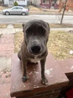 Zues, a male American Staffordshire Terrier and American Pit Bull Terrier for sale in Indianapolis, IN – Photo 1 of 4