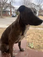 Zues, a male American Staffordshire Terrier and American Pit Bull Terrier for sale in Indianapolis, IN – Photo 4 of 4