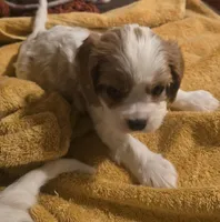 Teddy, a male Cavalier King Charles Spaniel for sale in Charles City, IA – Photo 4 of 4