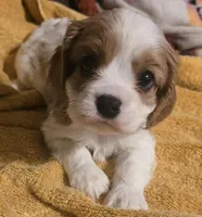 Teddy, a male Cavalier King Charles Spaniel for sale in Charles City, IA – Photo 1 of 4