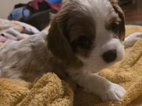 Teddy, a male Cavalier King Charles Spaniel for sale in Charles City, IA – Photo 3 of 4