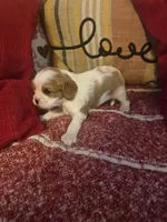Prince Harry, a male Cavalier King Charles Spaniel for sale in Charles City, IA – 4 of 9