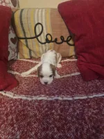 Lily, a female Cavalier King Charles Spaniel for sale in Charles City, IA – 3 of 7